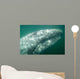 Headshot Adult Gray Whale Wall Decal
