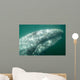 Headshot Adult Gray Whale Wall Decal