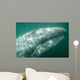 Headshot Adult Gray Whale Wall Decal
