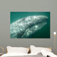 Headshot Adult Gray Whale Wall Decal