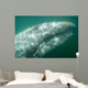 Headshot Adult Gray Whale Wall Decal