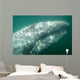 Headshot Adult Gray Whale Wall Decal
