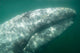 Headshot Adult Gray Whale Wall Decal