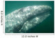 Headshot Adult Gray Whale Wall Decal