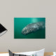 Underwater Photo Calif Gray Wall Decal Design 1