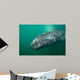 Underwater Photo Calif Gray Wall Decal Design 1