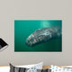 Underwater Photo Calif Gray Wall Decal Design 1
