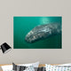 Underwater Photo Calif Gray Wall Decal Design 1