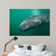 Underwater Photo Calif Gray Wall Decal Design 1