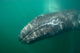 Underwater Photo Calif Gray Wall Decal Design 1
