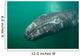 Underwater Photo Calif Gray Wall Decal Design 1