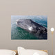 Gray Whale Calf near Wall Decal