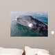 Gray Whale Calf near Wall Decal