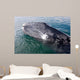 Gray Whale Calf near Wall Decal