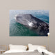 Gray Whale Calf near Wall Decal