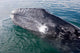 Gray Whale Calf near Wall Decal