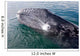 Gray Whale Calf near Wall Decal