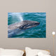 Gray Whale Calf San Wall Decal