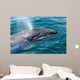 Gray Whale Calf San Wall Decal