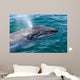 Gray Whale Calf San Wall Decal