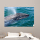 Gray Whale Calf San Wall Decal