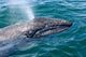 Gray Whale Calf San Wall Decal