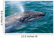 Gray Whale Calf San Wall Decal