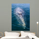 Adult California Gray Whale Wall Decal Design 3