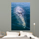 Adult California Gray Whale Wall Decal Design 3