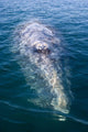 Adult California Gray Whale Wall Decal Design 3
