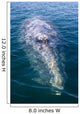 Adult California Gray Whale Wall Decal Design 3