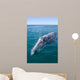 Adult California Gray Whale Wall Decal Design 2