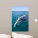 Adult California Gray Whale Wall Decal Design 2