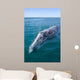 Adult California Gray Whale Wall Decal Design 2