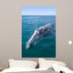Adult California Gray Whale Wall Decal Design 2