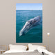 Adult California Gray Whale Wall Decal Design 2