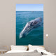 Adult California Gray Whale Wall Decal Design 2