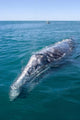 Adult California Gray Whale Wall Decal Design 2