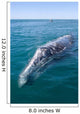 Adult California Gray Whale Wall Decal Design 2