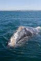 Adult California Gray Whale Wall Decal Design 1