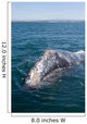 Adult California Gray Whale Wall Decal Design 1