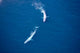 Aerial Two Blue Whales Wall Decal