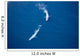 Aerial Two Blue Whales Wall Decal