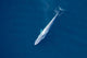 Aerial Blue Whale Gulf Wall Decal Design 4
