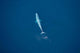 Aerial Blue Whale Gulf Wall Decal Design 3