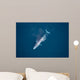Aerial Blue Whale Gulf Wall Decal Design 2