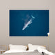 Aerial Blue Whale Gulf Wall Decal Design 2