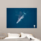 Aerial Blue Whale Gulf Wall Decal Design 2