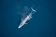 Aerial Blue Whale Gulf Wall Decal Design 2