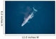 Aerial Blue Whale Gulf Wall Decal Design 2